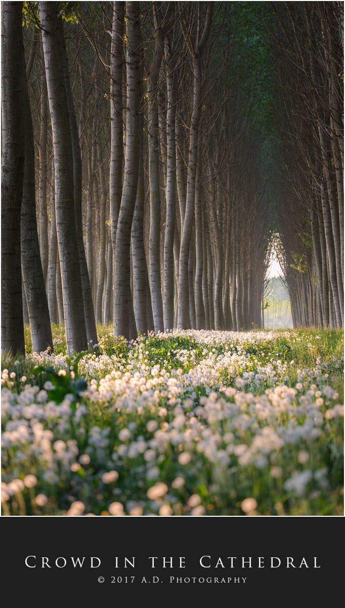 Crowd in the Cathedral