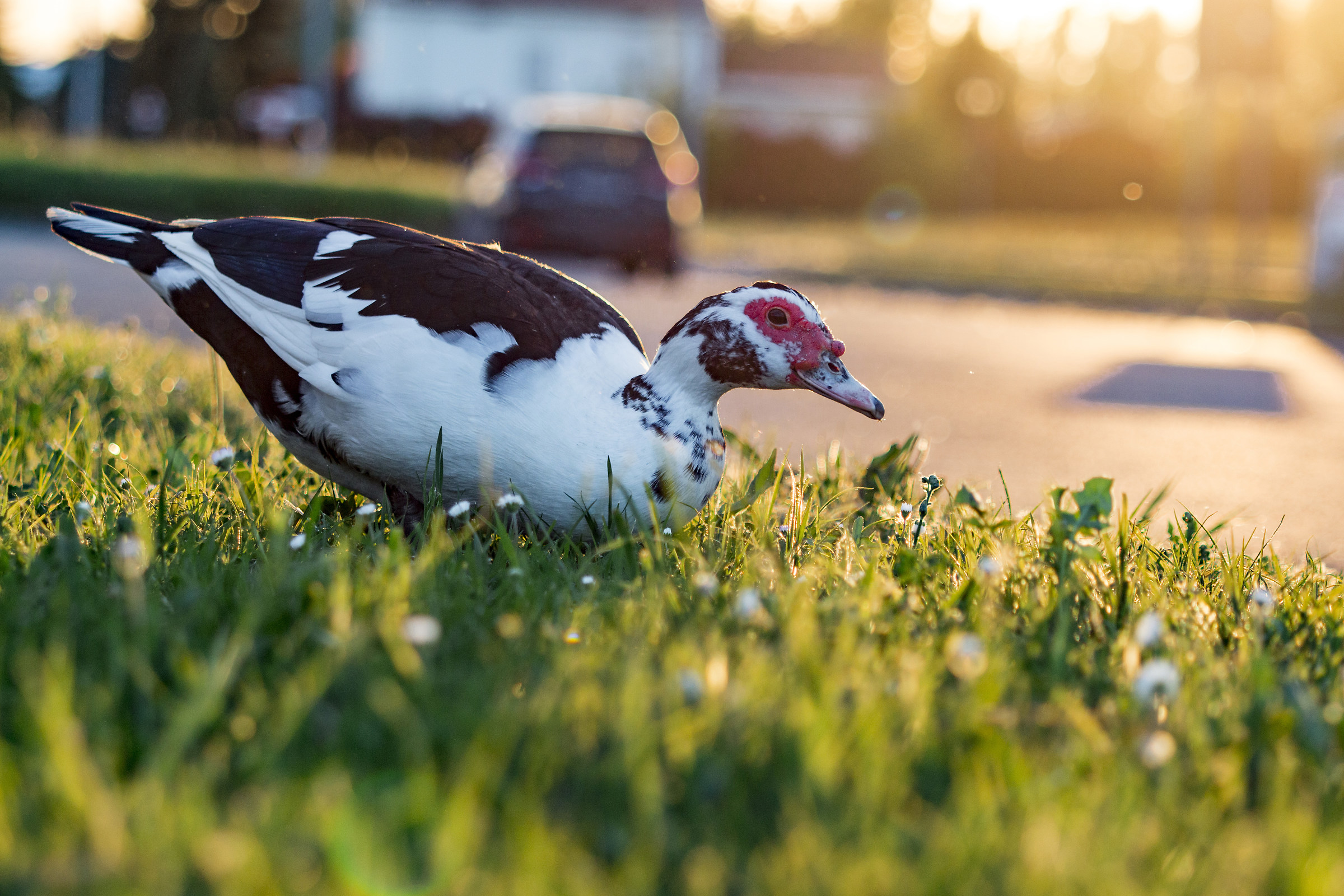 Duck at sunset