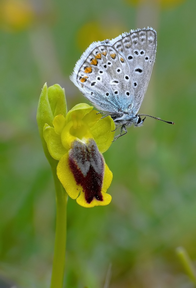 Ophrys lutea with guest