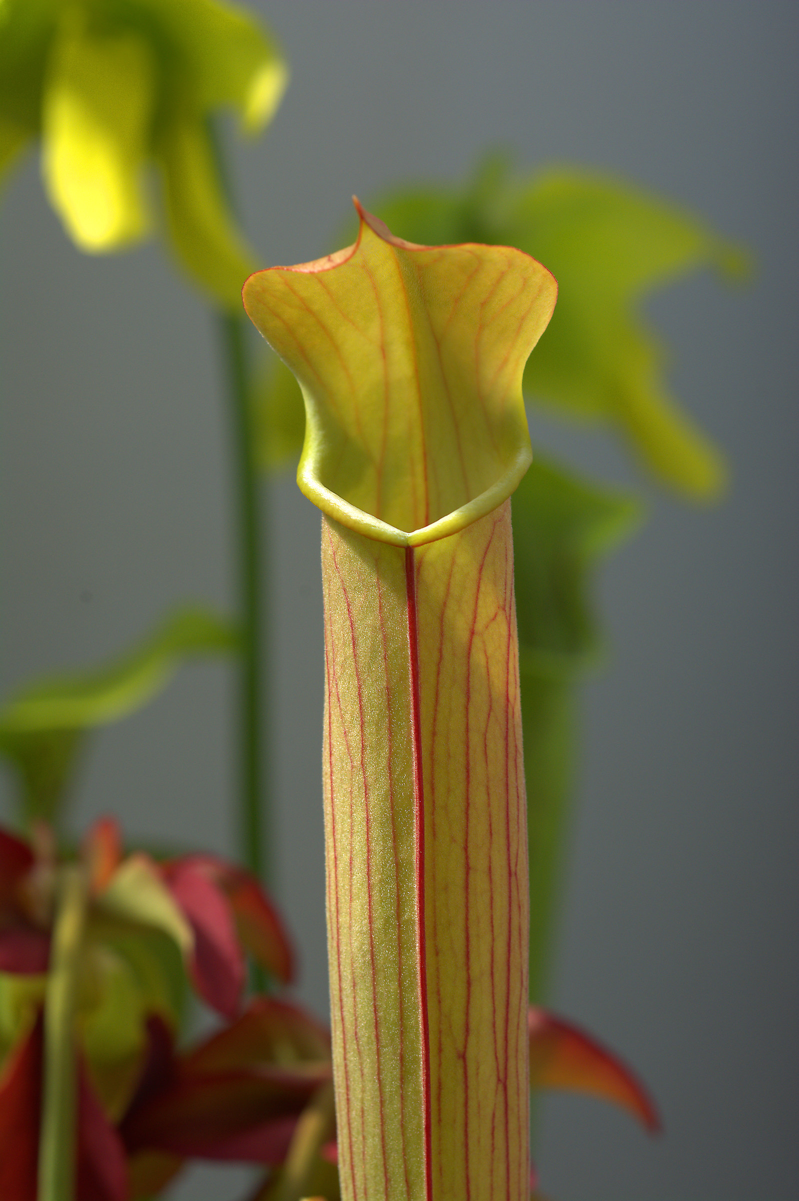 Sarracenia rubra