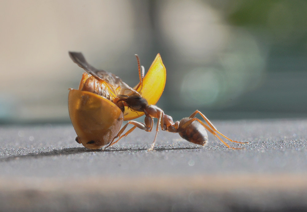 ant and ladybug