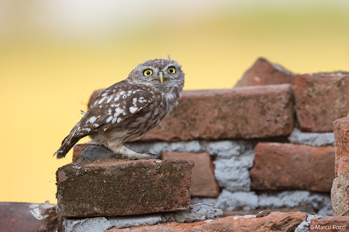 Little owl