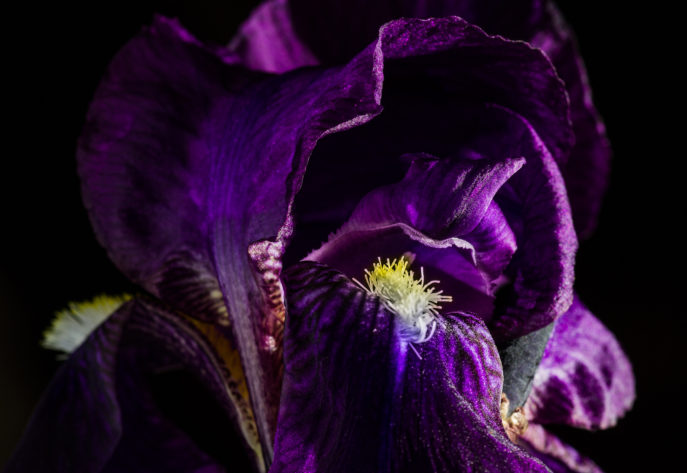 iris