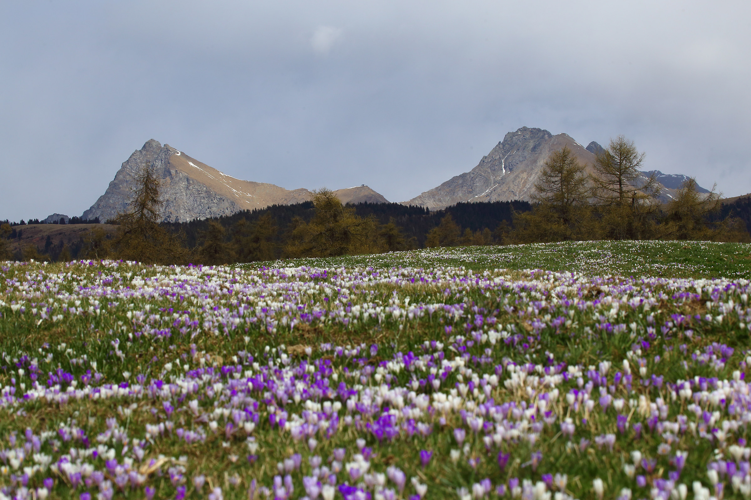 passeggiando tra i fiori