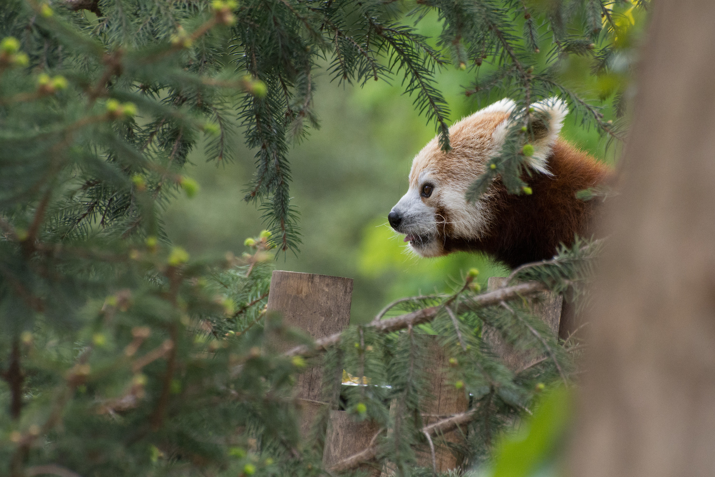 Red Panda