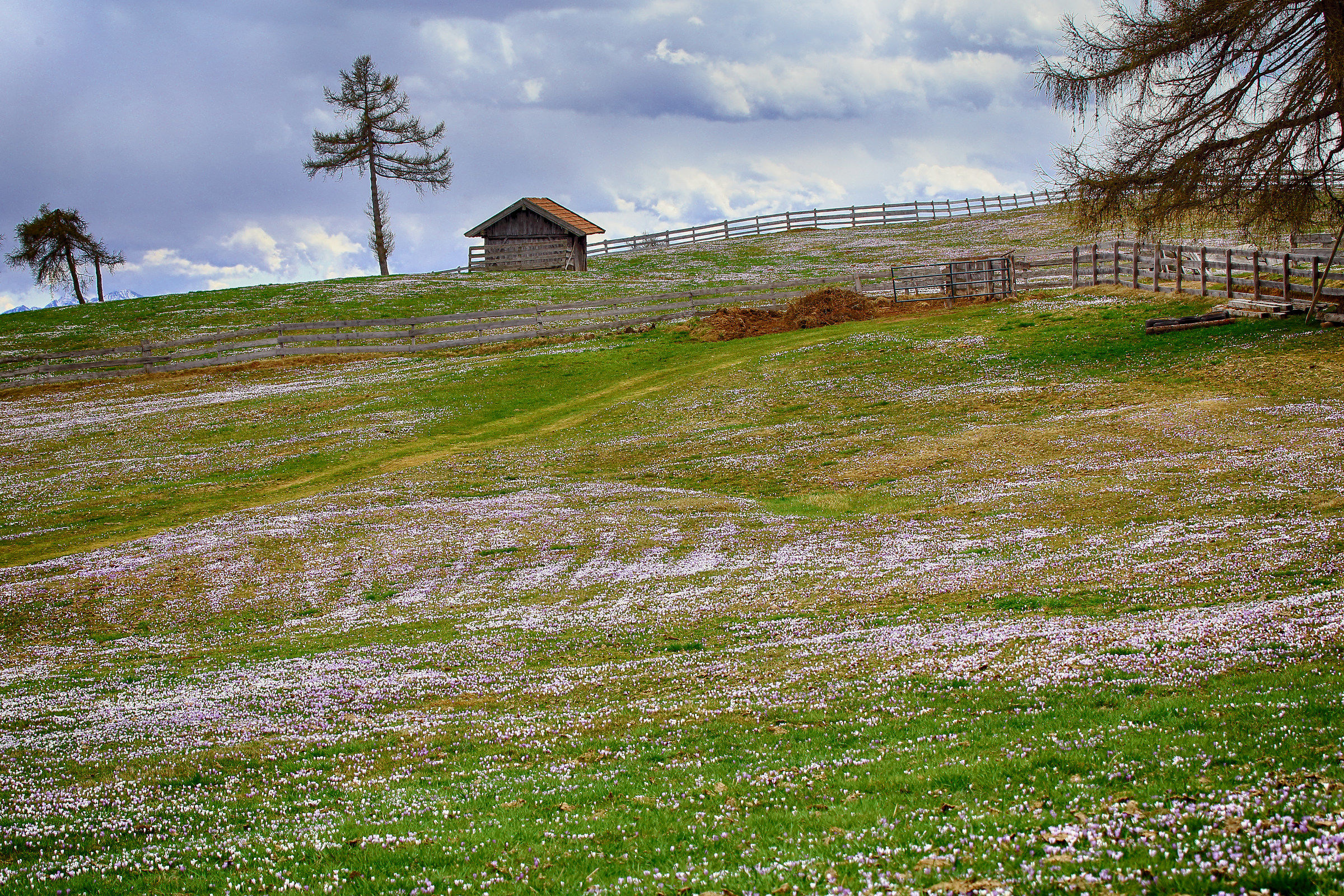 passeggiando tra i fiori