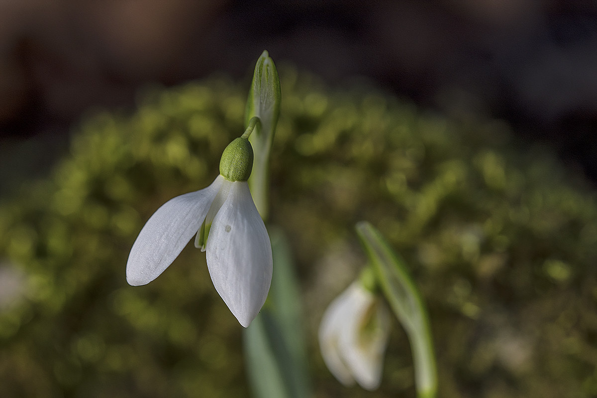 Snowdrop