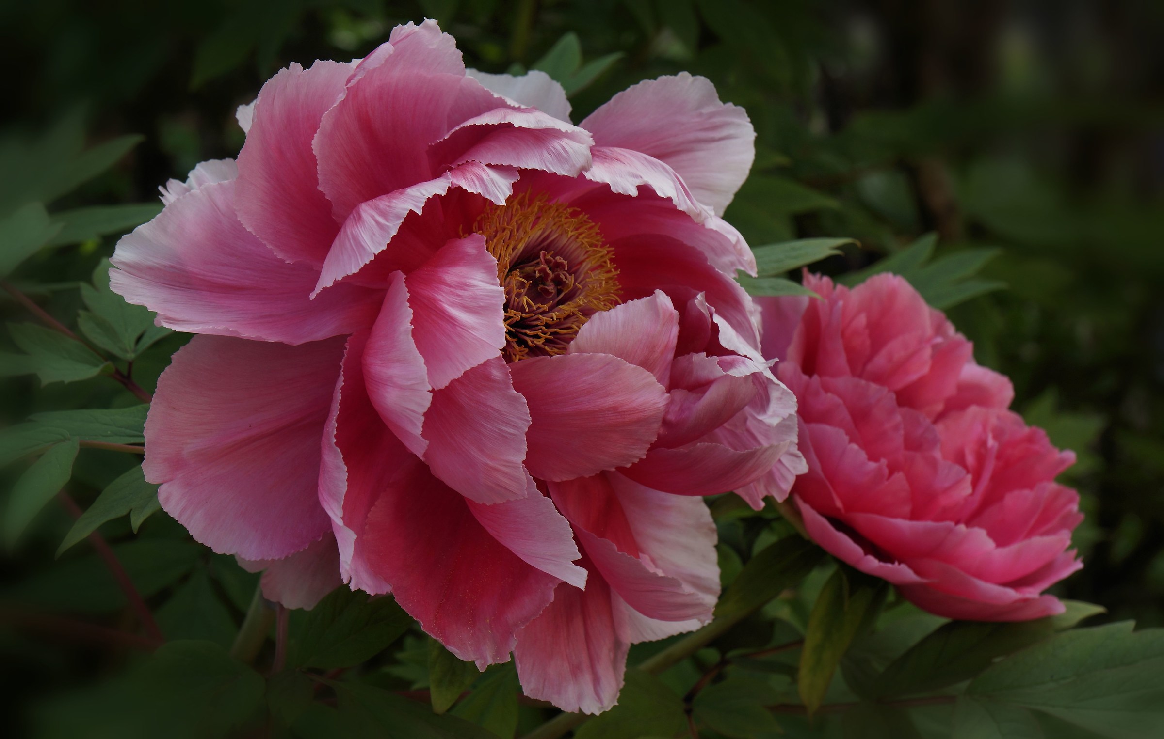 Il fascino delle peonie.