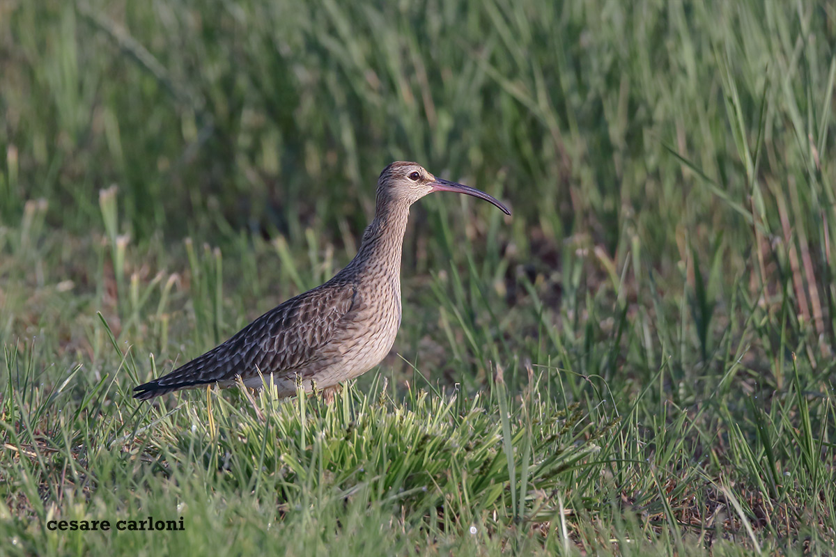 Chiurlo (numenius arquata)