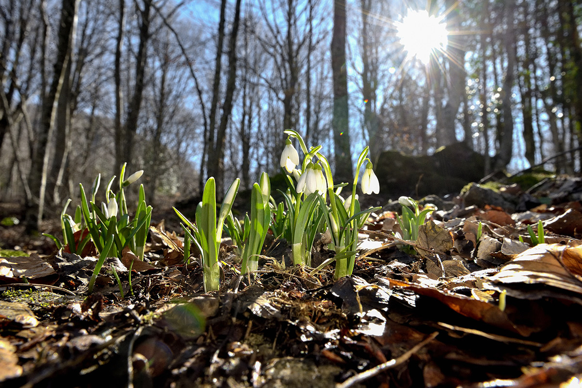 Snowdrop