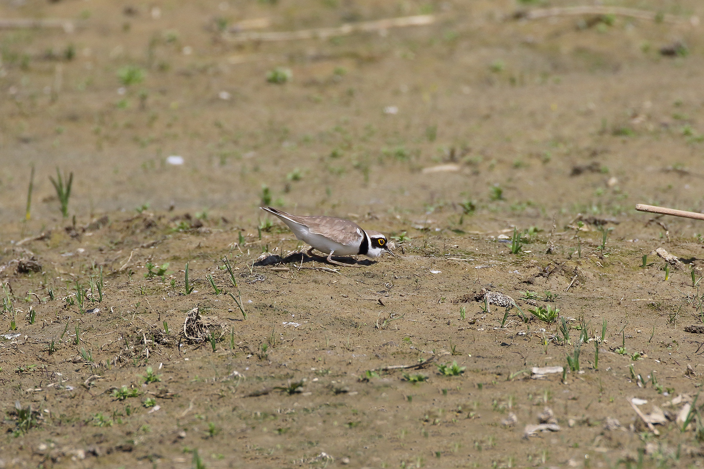 Prepare for coupling