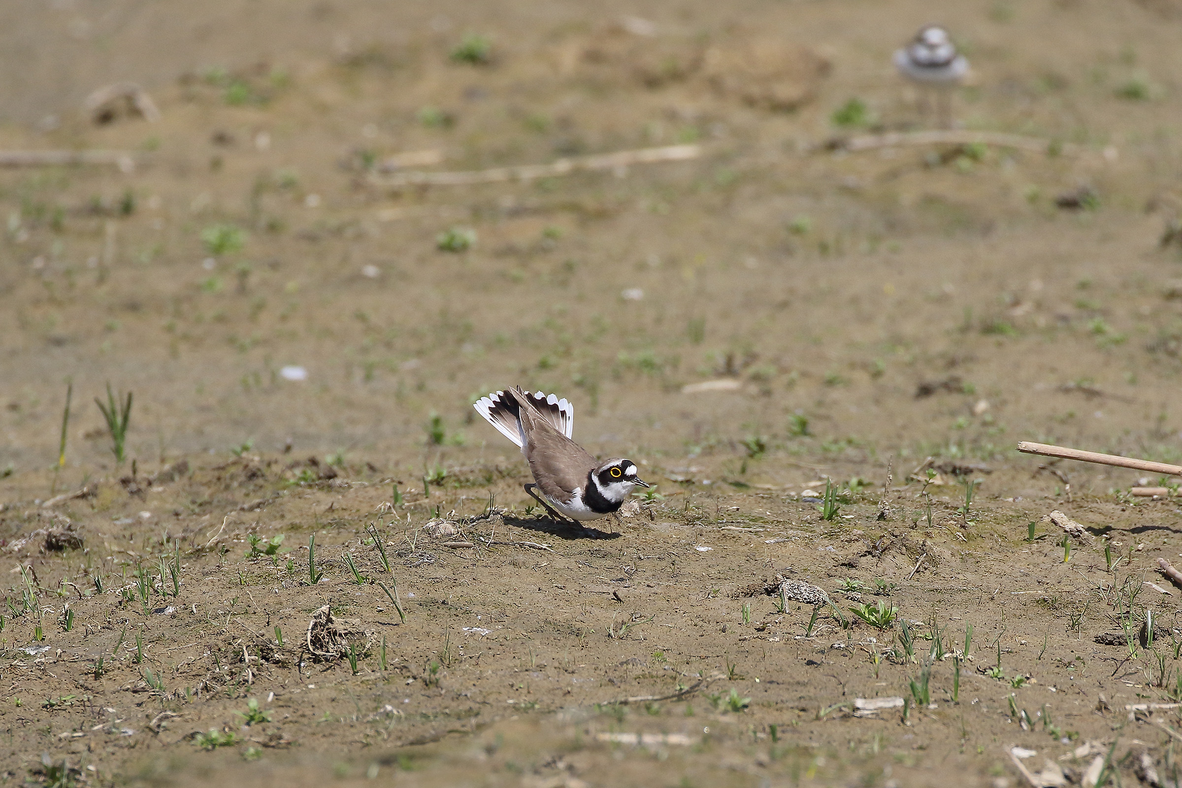 Performing On Male forward to it coming