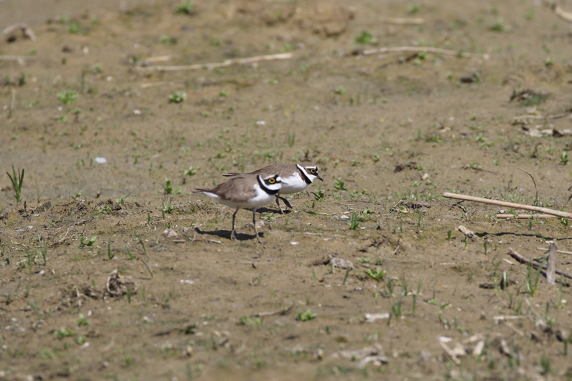 Disappointment for Failure Coupling