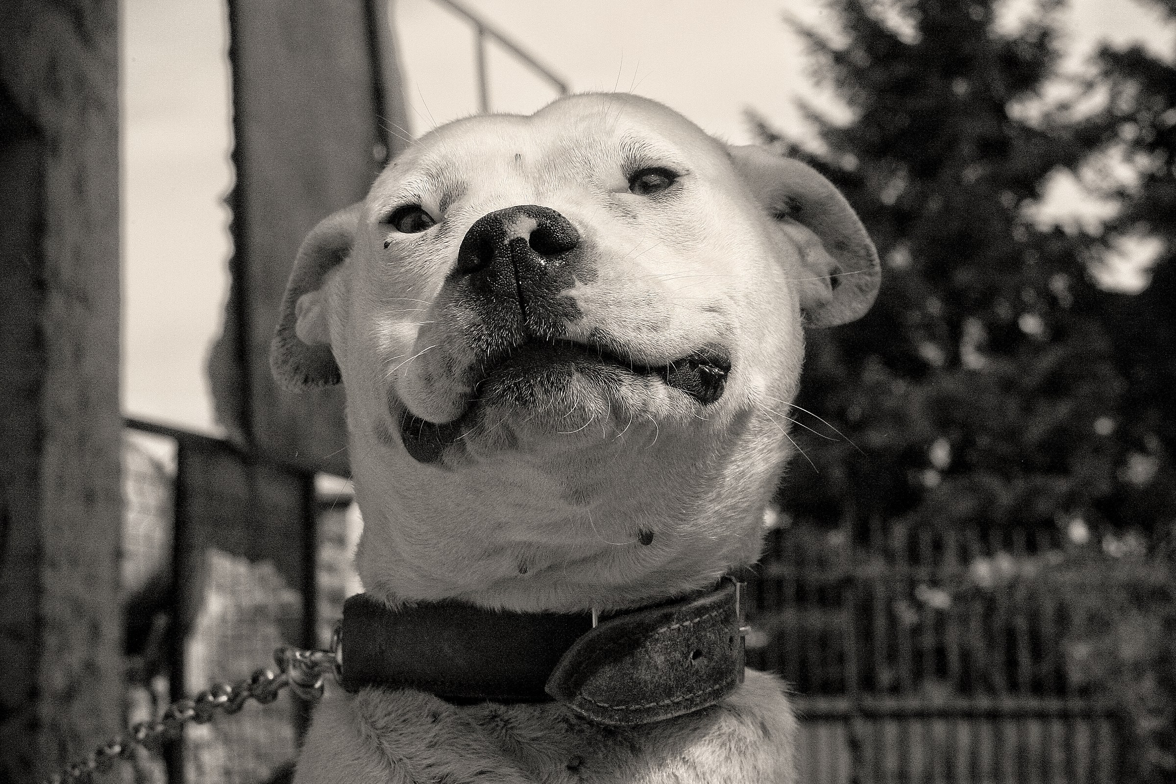 A dogo sooo bad ....