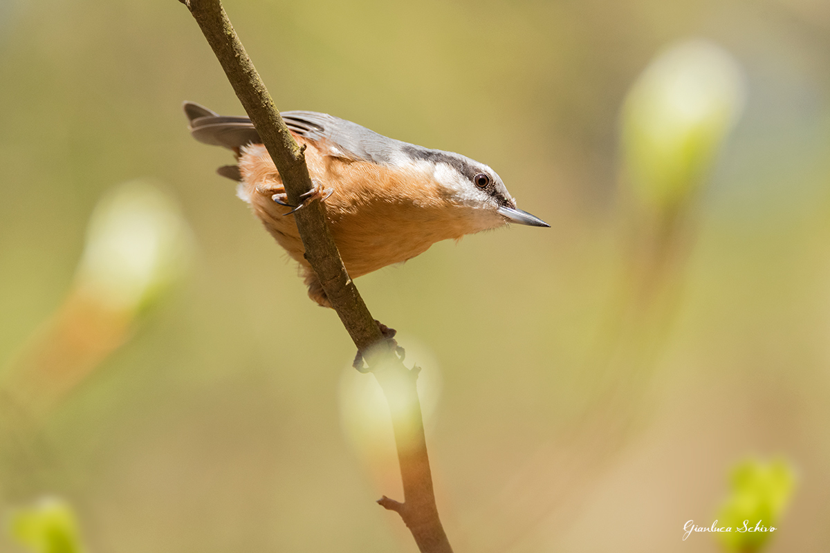 Nuthatch