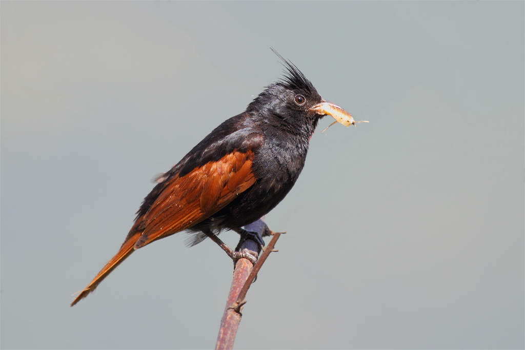 Crested Bunting, male.
