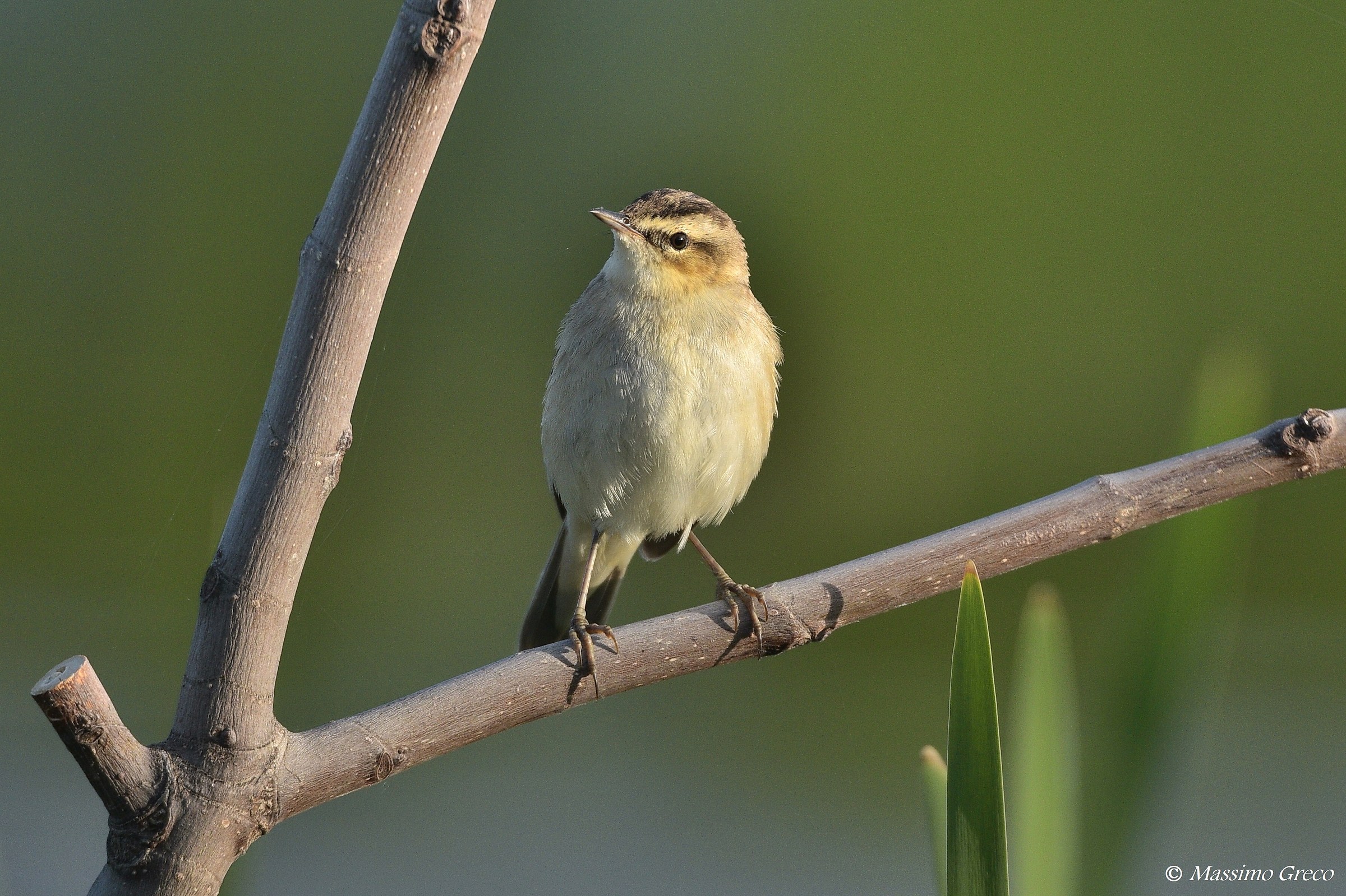 Lui piccolo (Phylloscopus collybita)