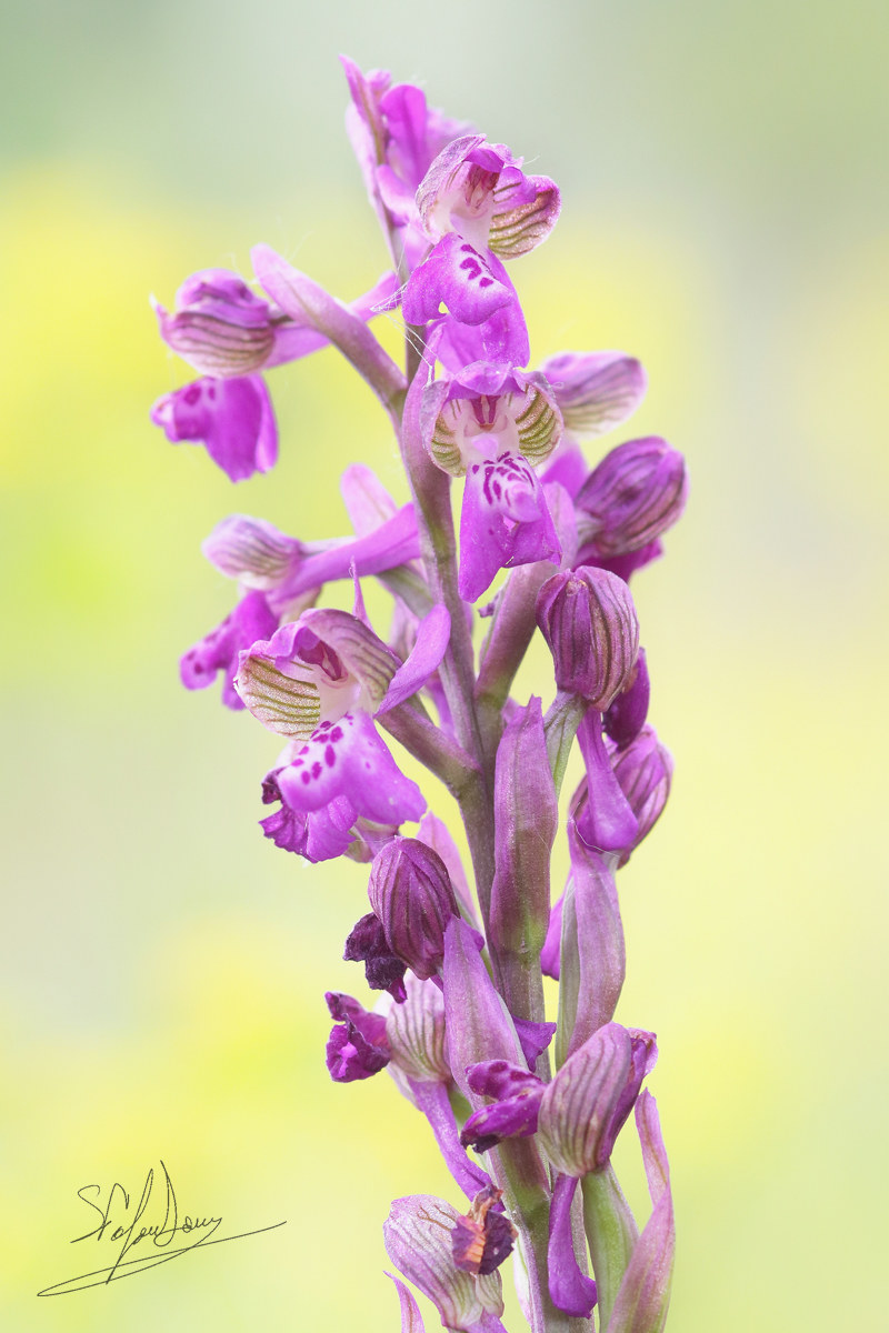 Anacamptis morio