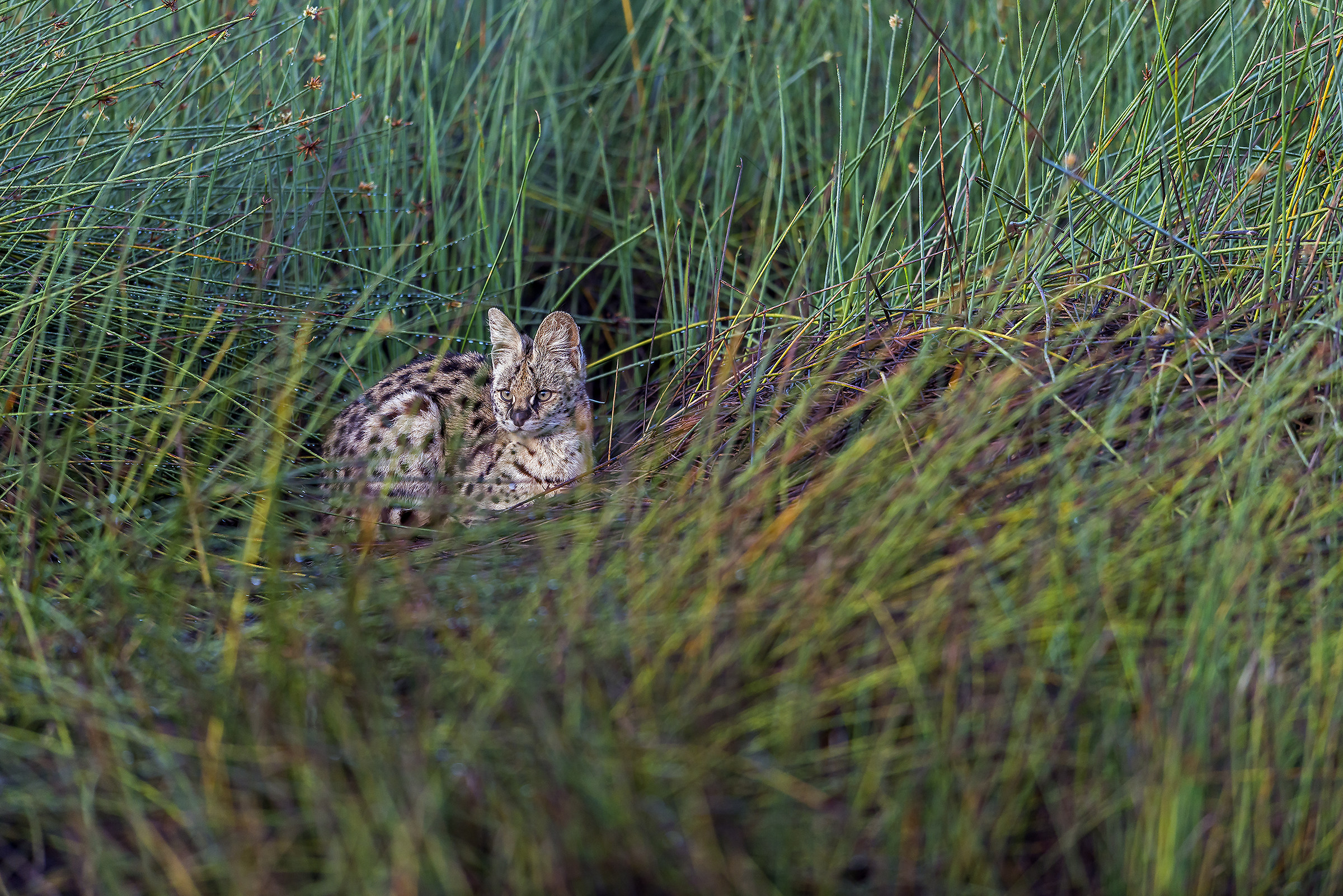 Tanzania 2017 - Nell'erba
