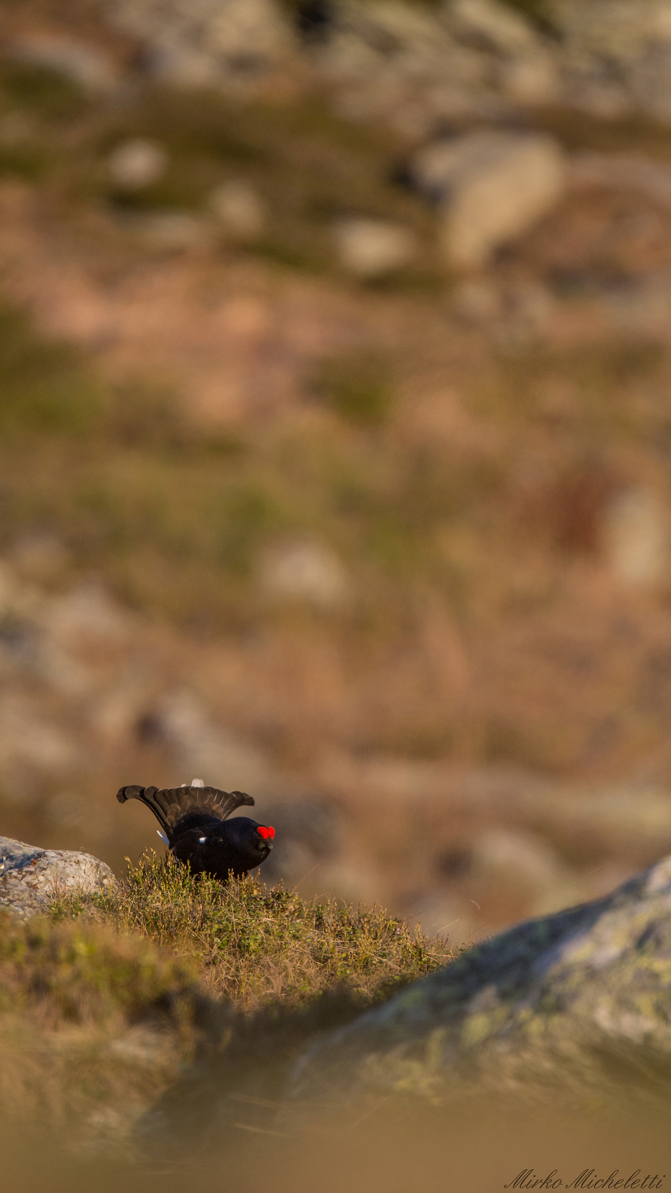 The singing of the Rooster