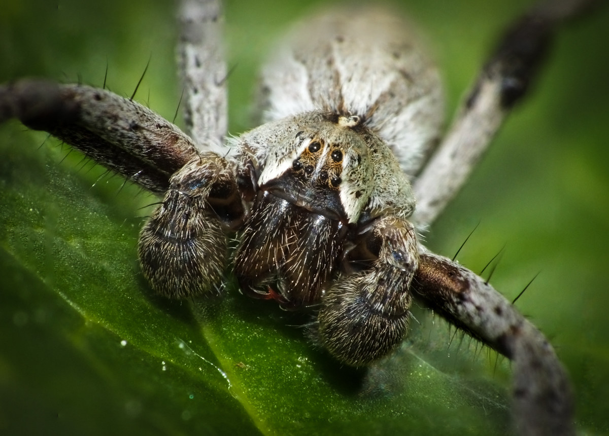 pasquetta, compagno di merenda