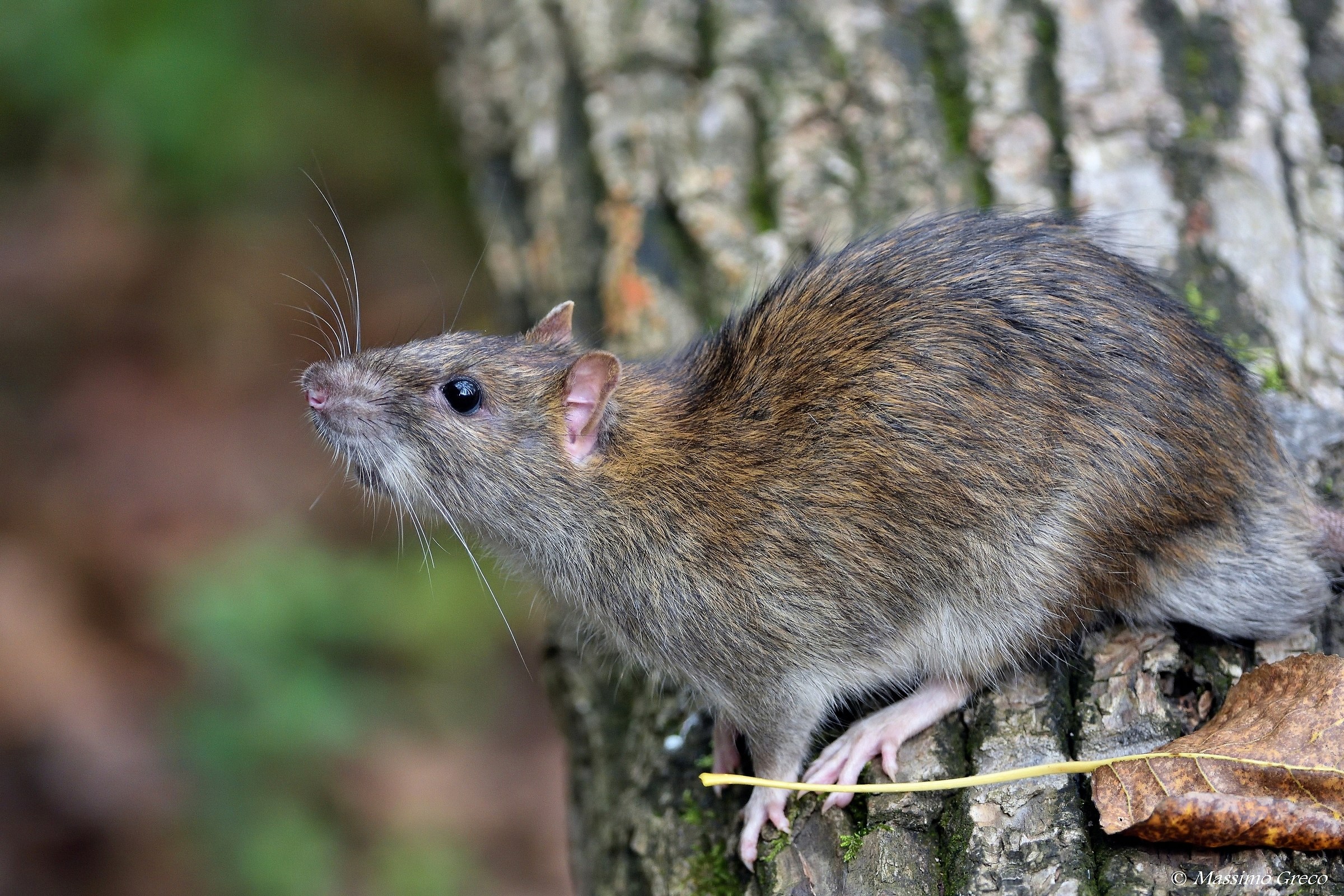 Quite a rat in the woods