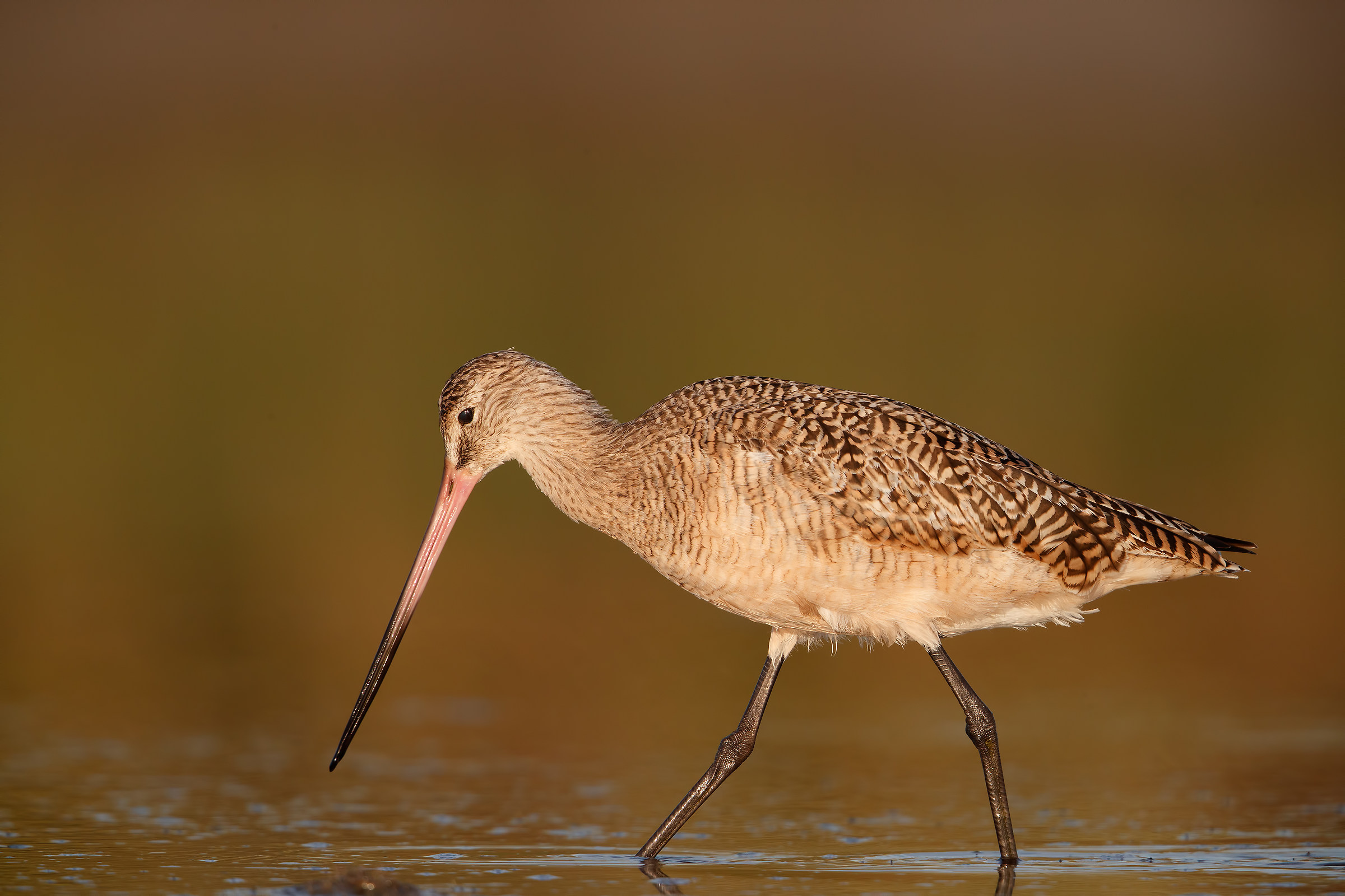 Luce dorata del tramonto