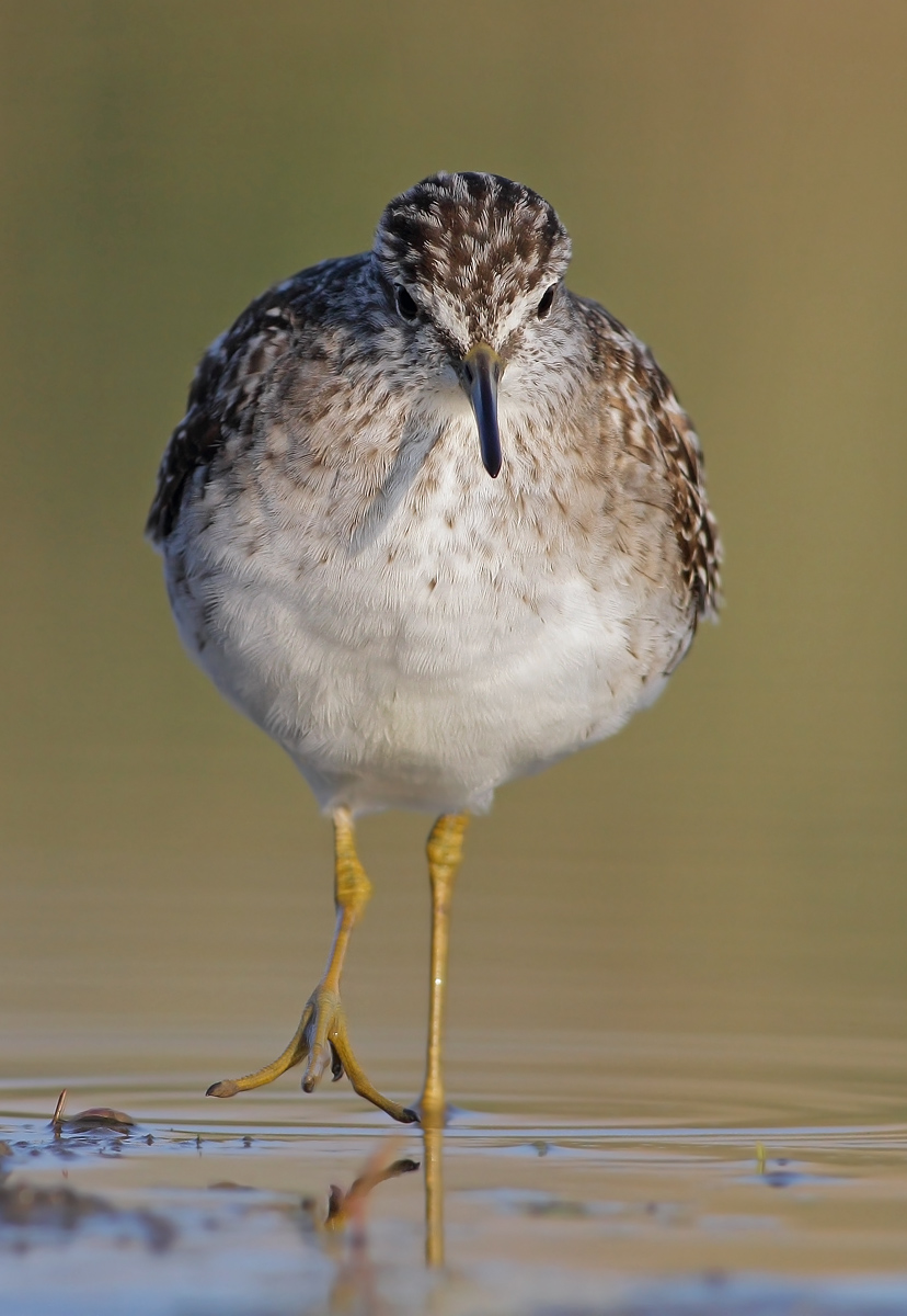 Wood Sandpiper