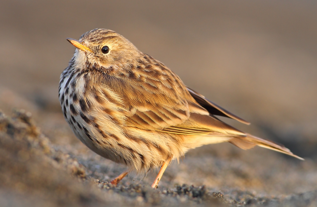 Pipit