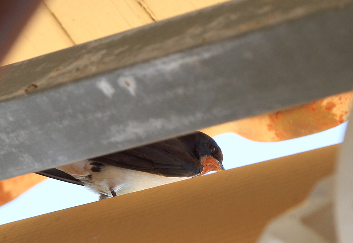 relaxing Swallow