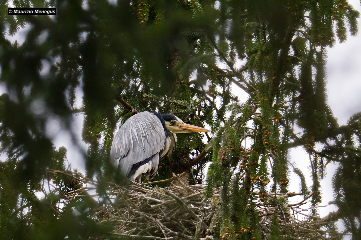 Airone cenerino sul nido