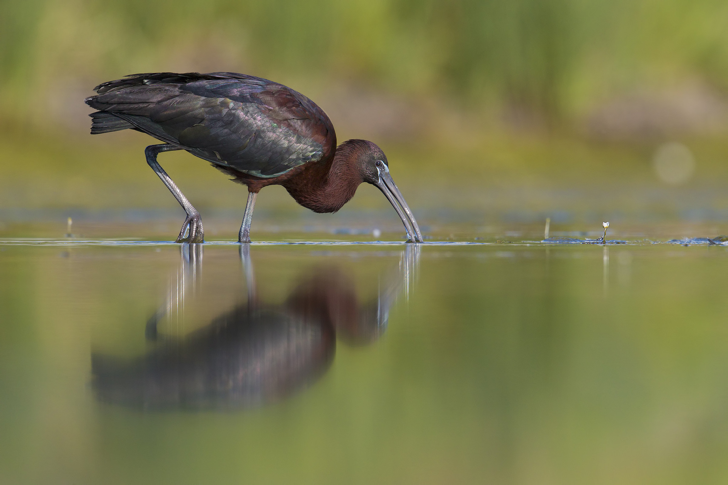 MIgnattaio..fra buttercups