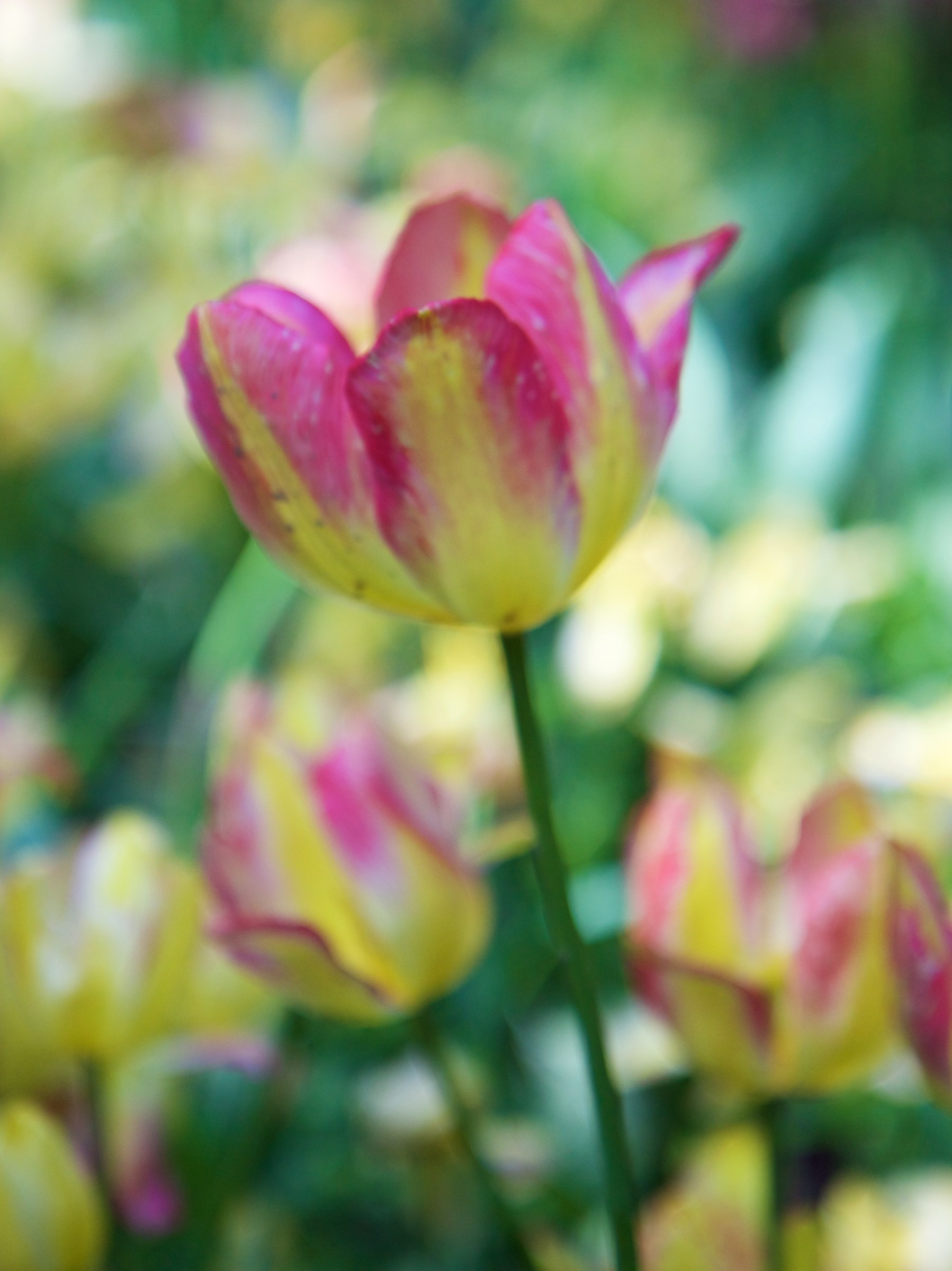 tulipano impressionista