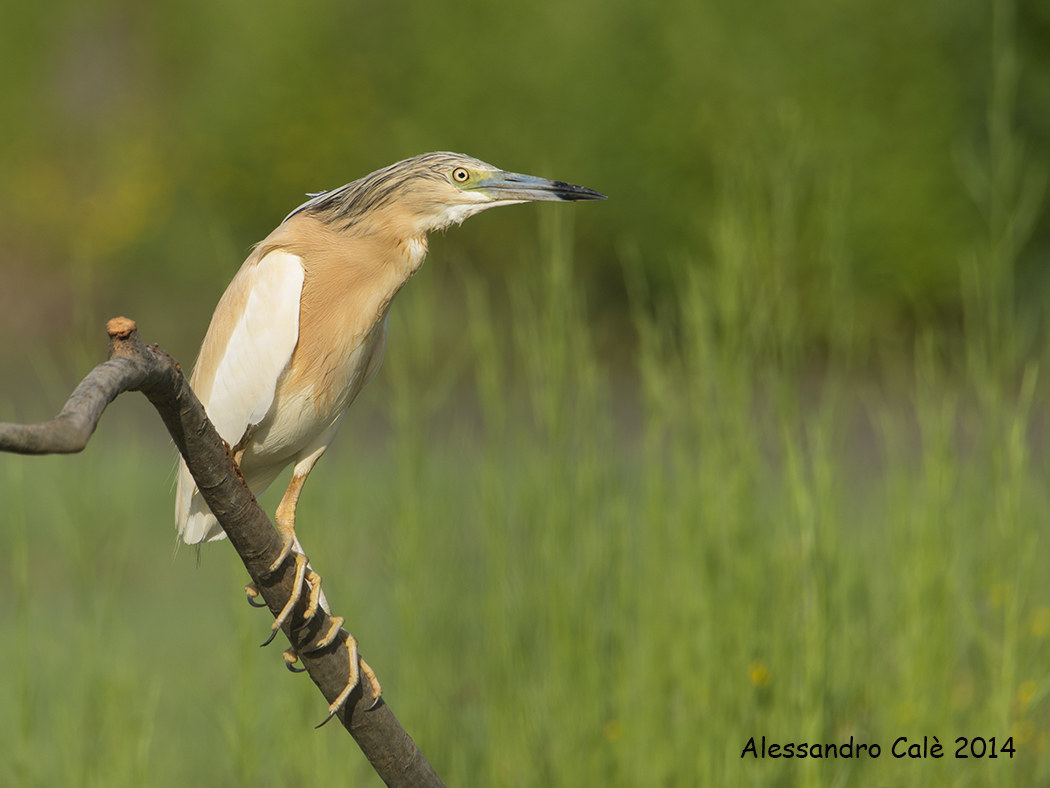 Ardeola ralloides (Squacco) 7389