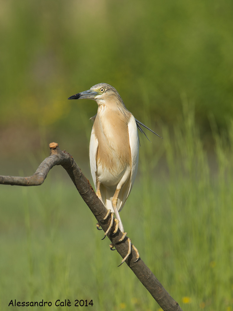 Ardeola ralloides (Squacco) 7418