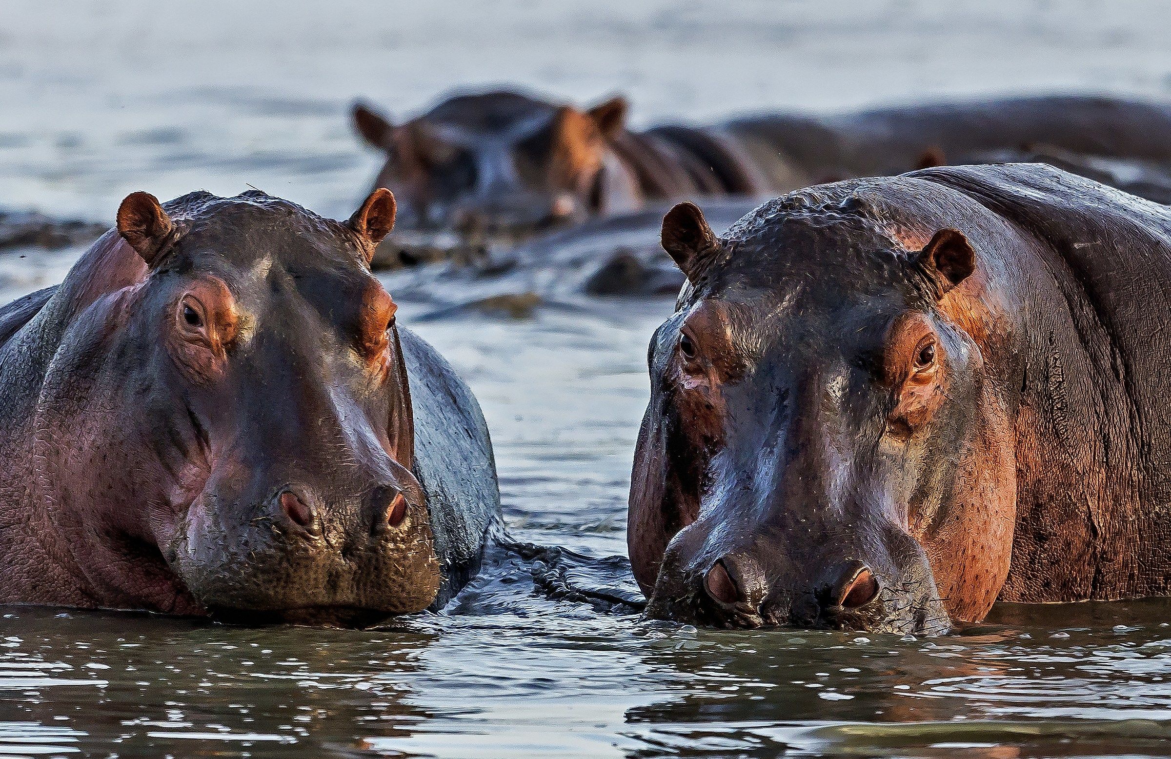 Tanzania 2017 - Hippo