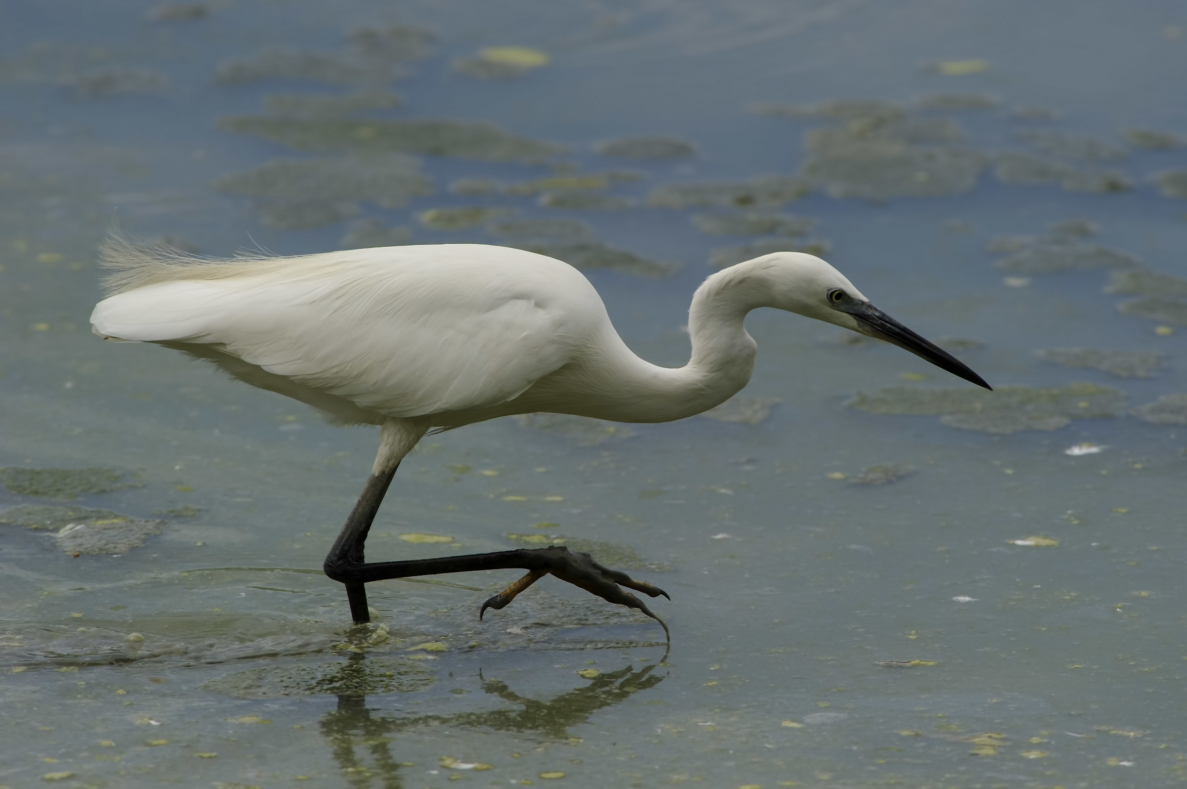 Egret