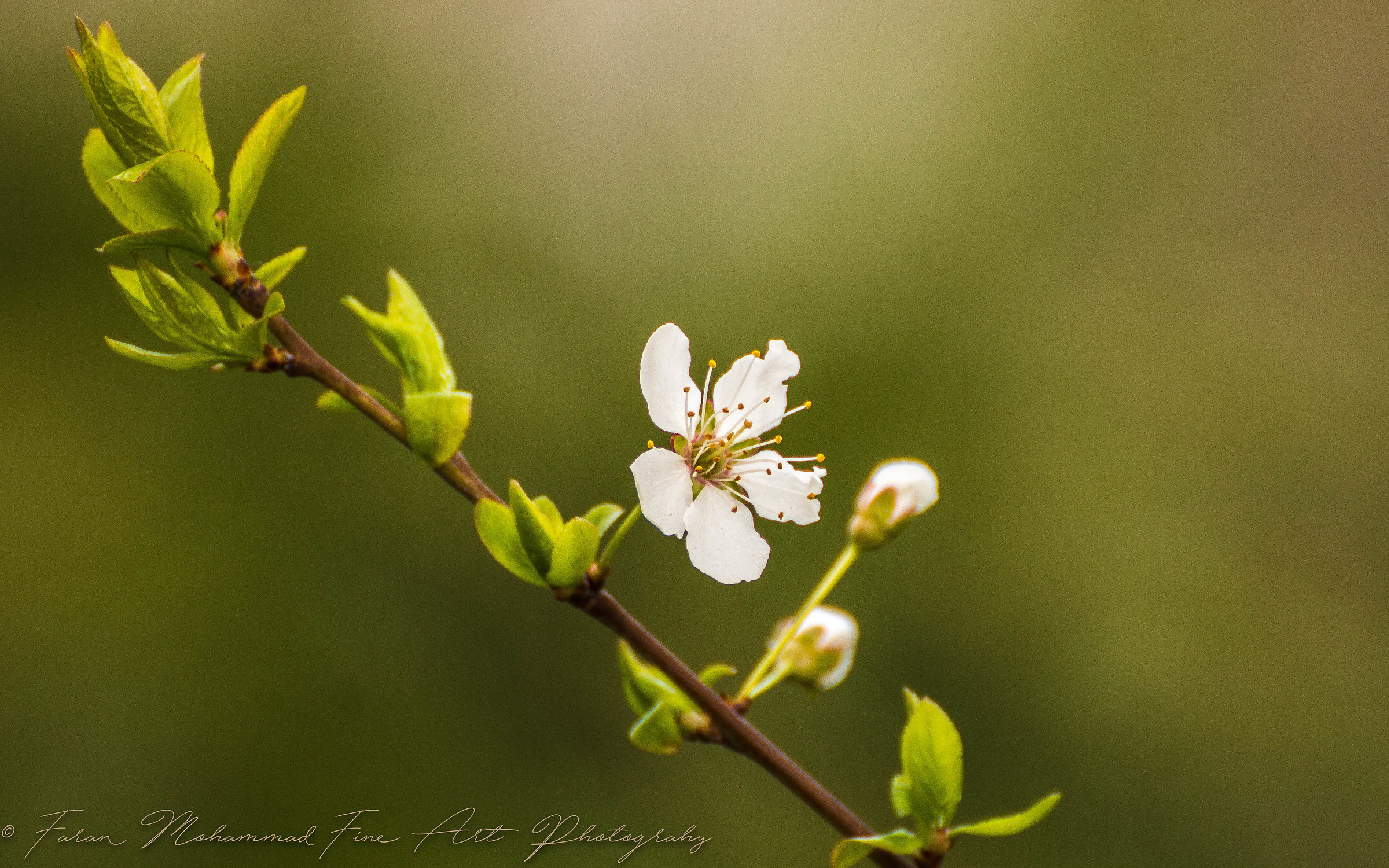 Spring