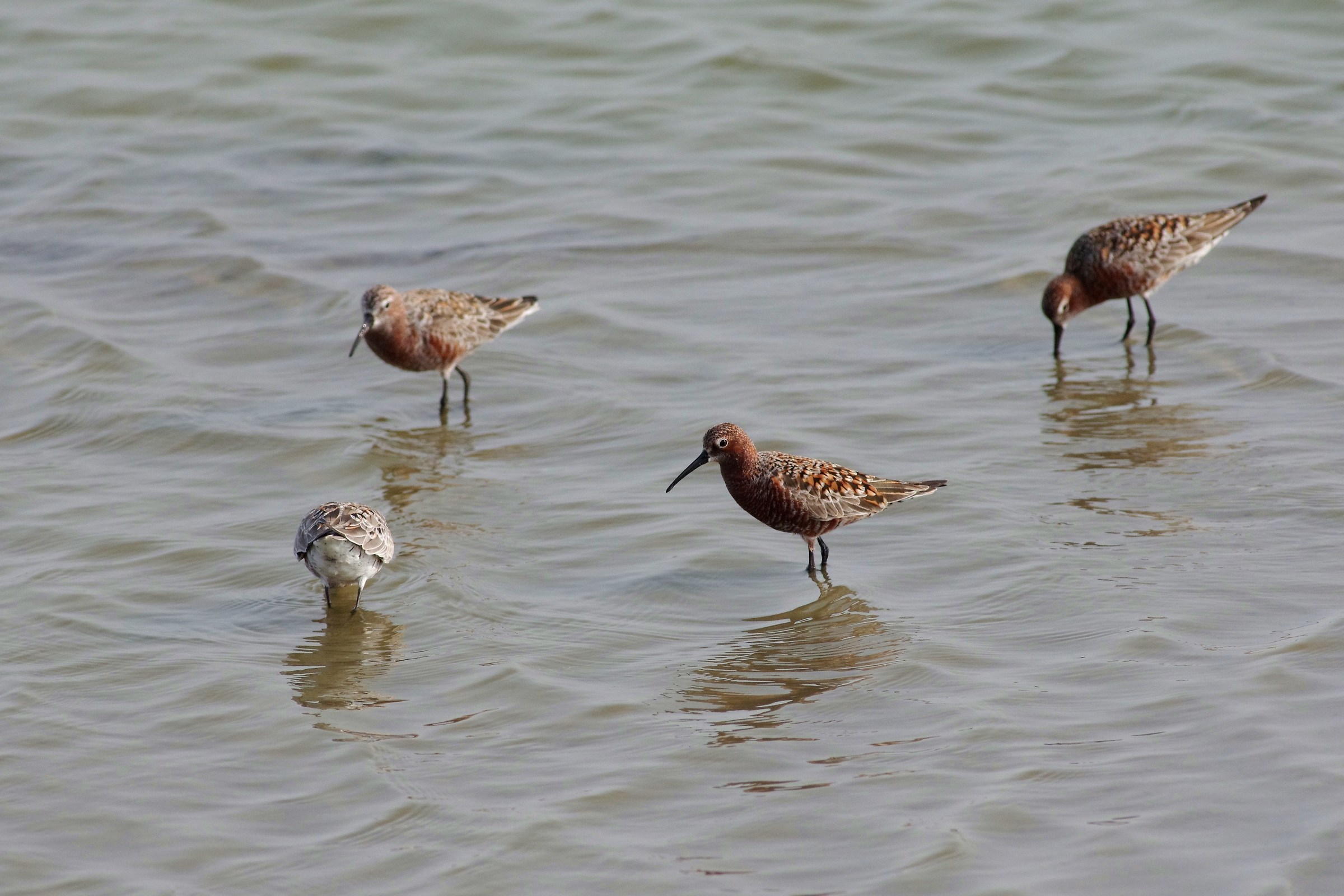 Curlew Sandpiper