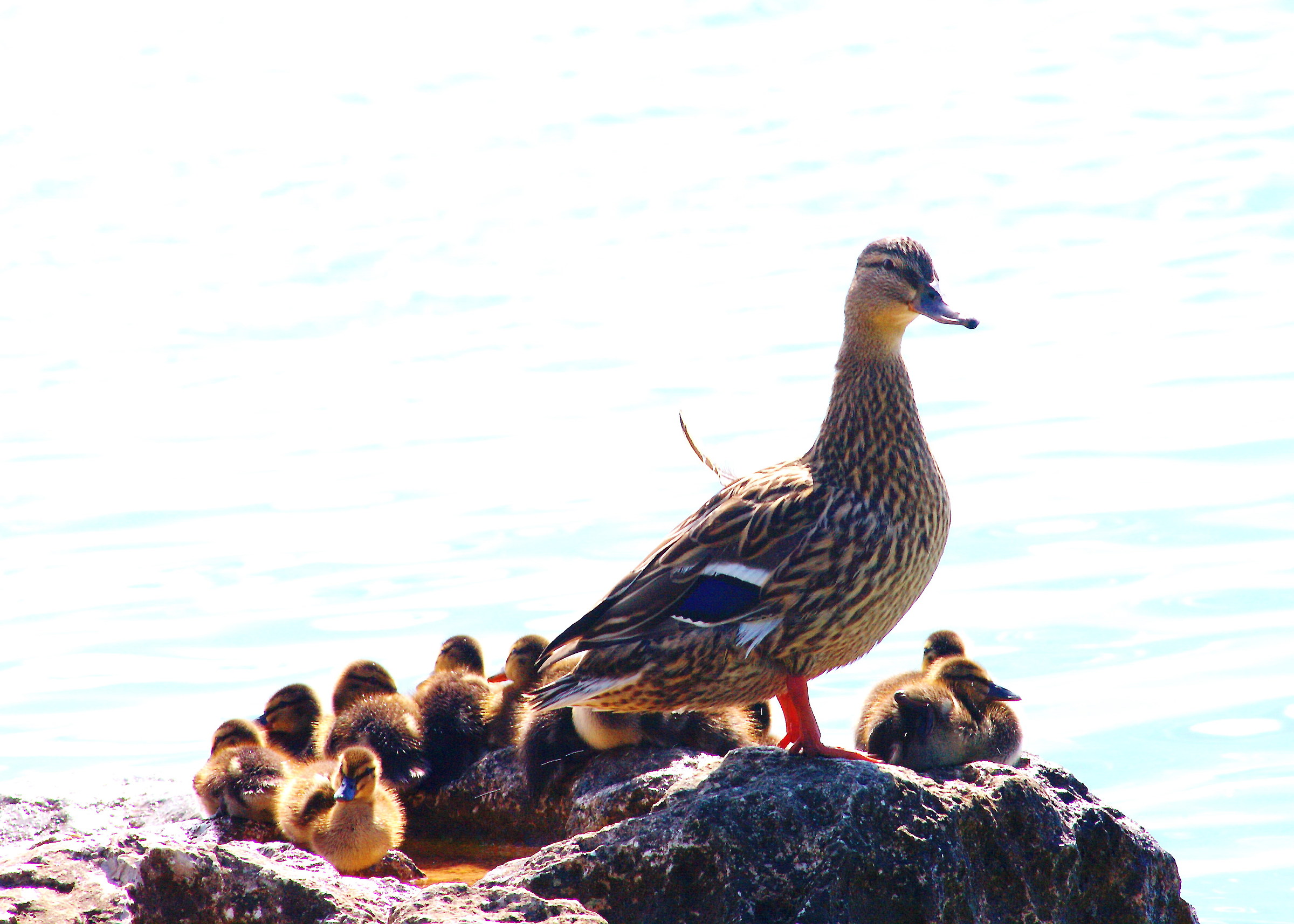Femmina di Germano Reale con numerosa nidiata....