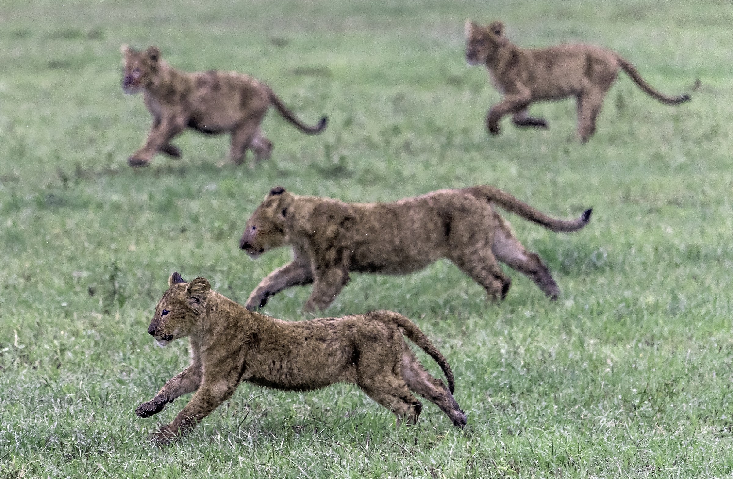Tanzania 2017 - I magnifici 4 (il richiamo della mamma)