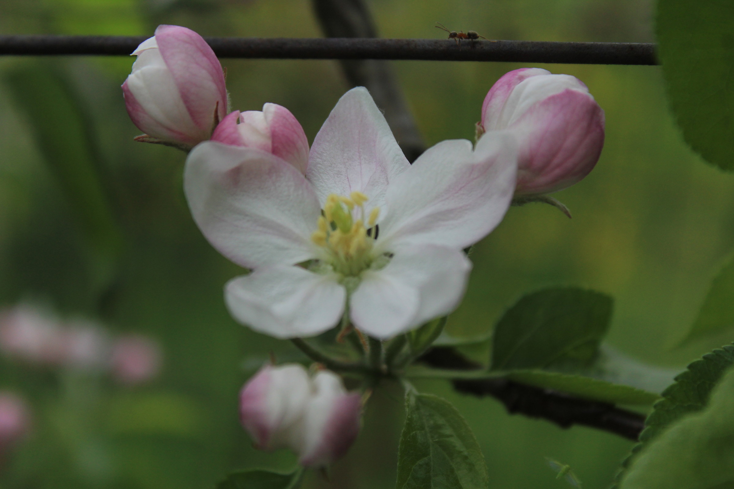 the Apple Blossom