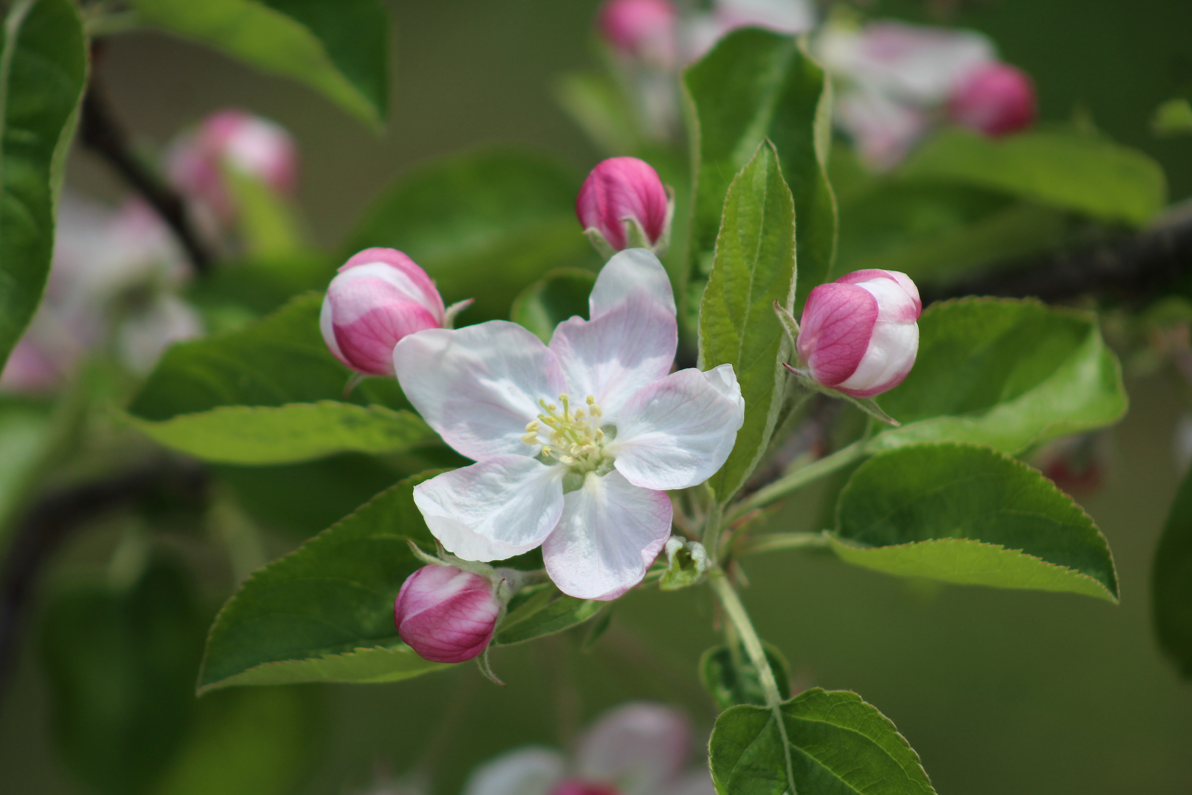Blooming apple tree
