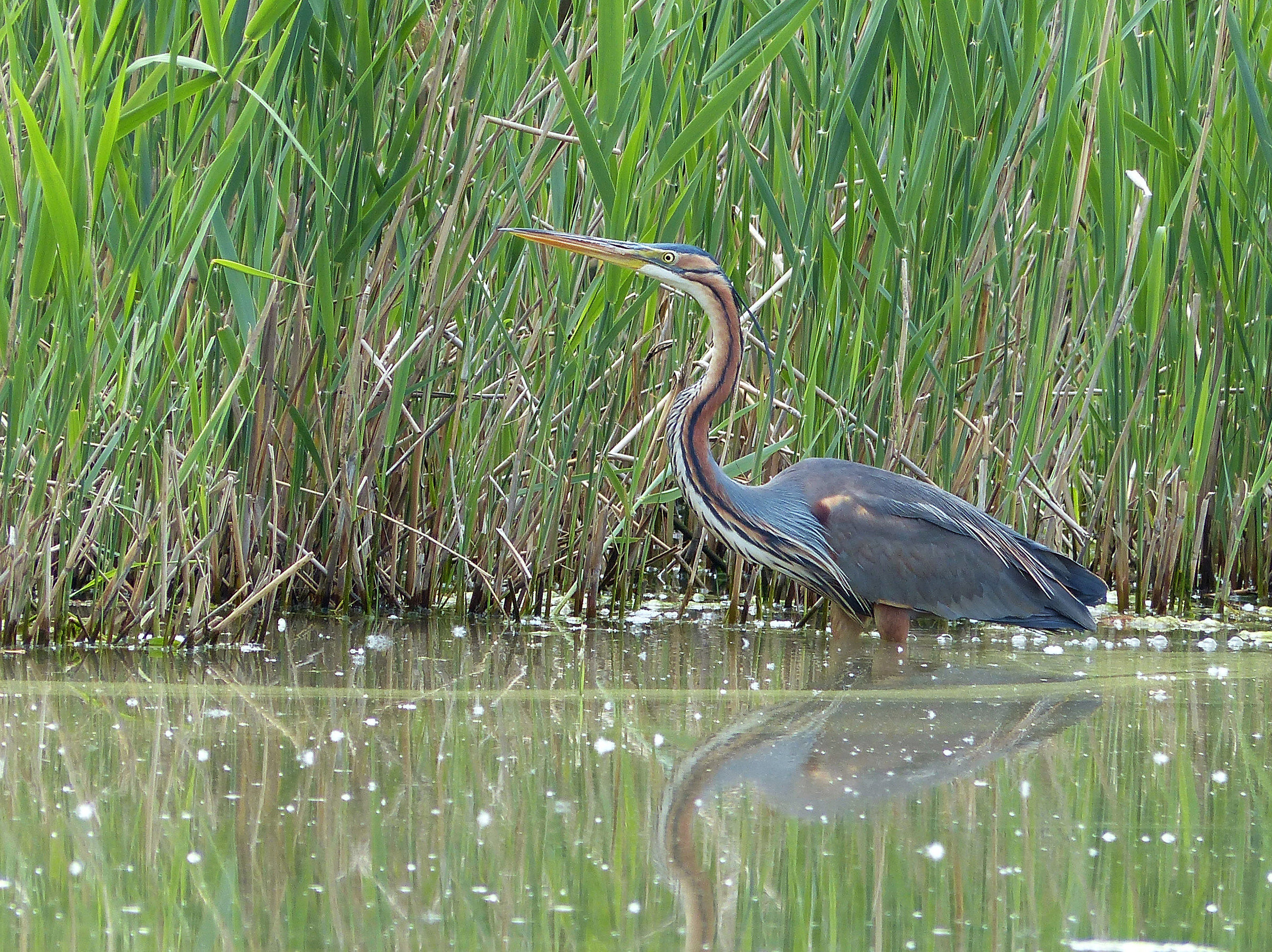 Purple Heron