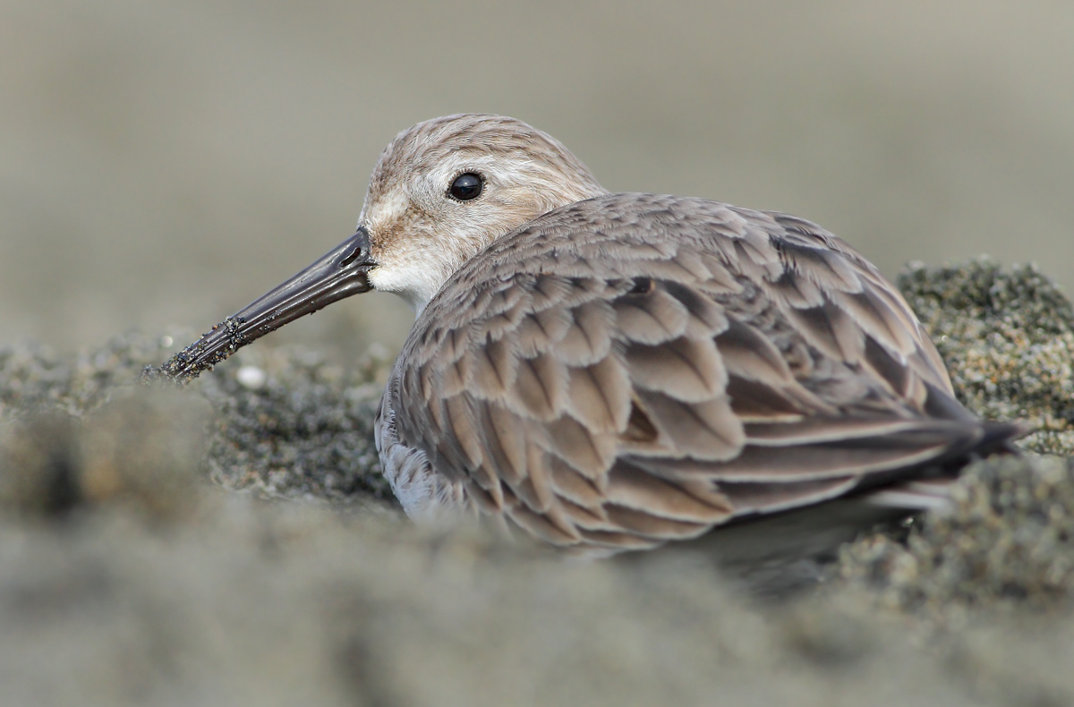 Dunlin