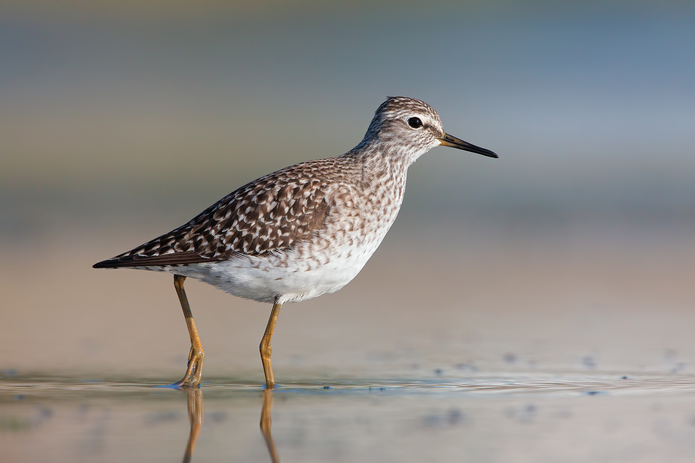 Wood Sandpiper