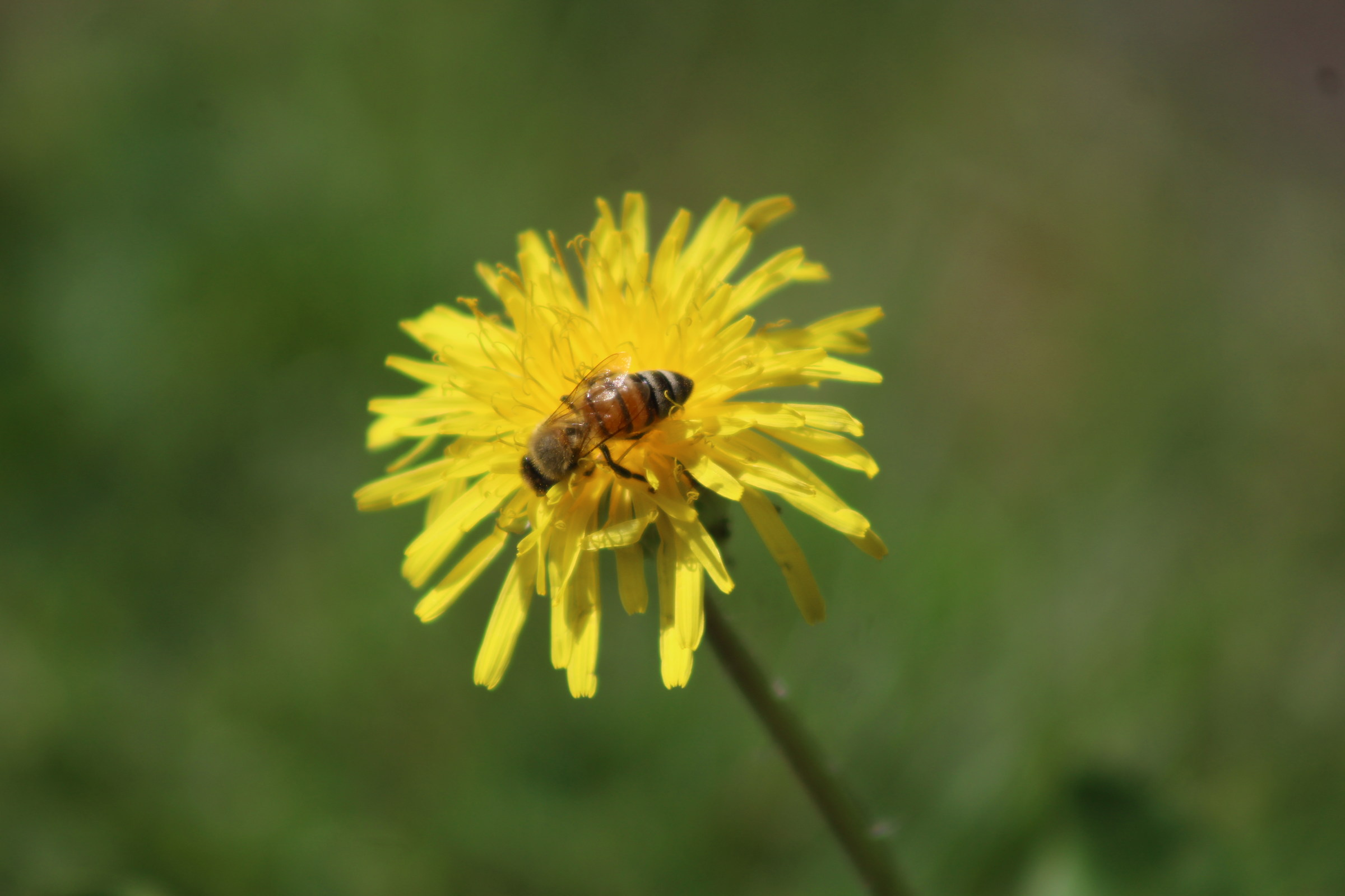 Bee on dandelion