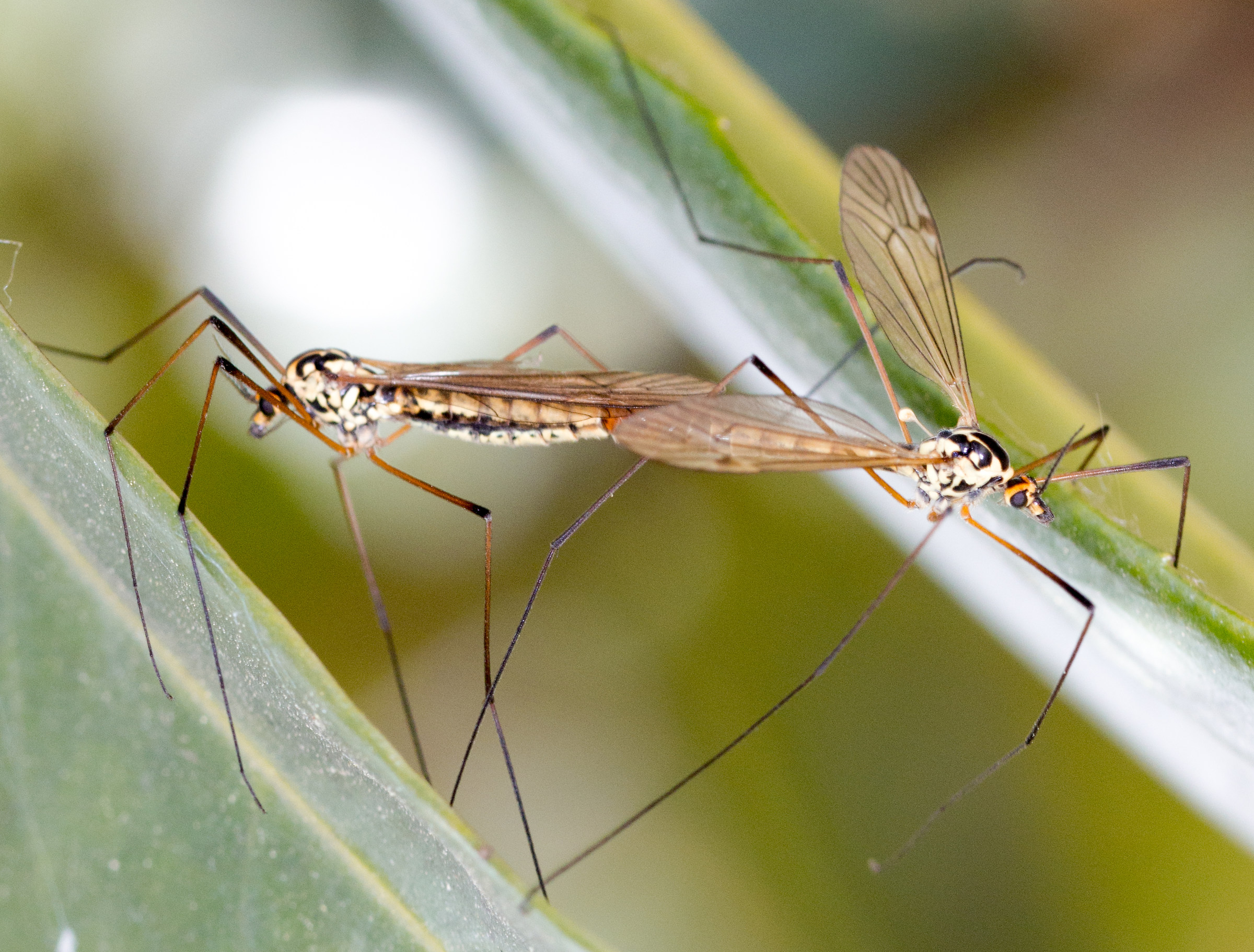 and 'spring for them