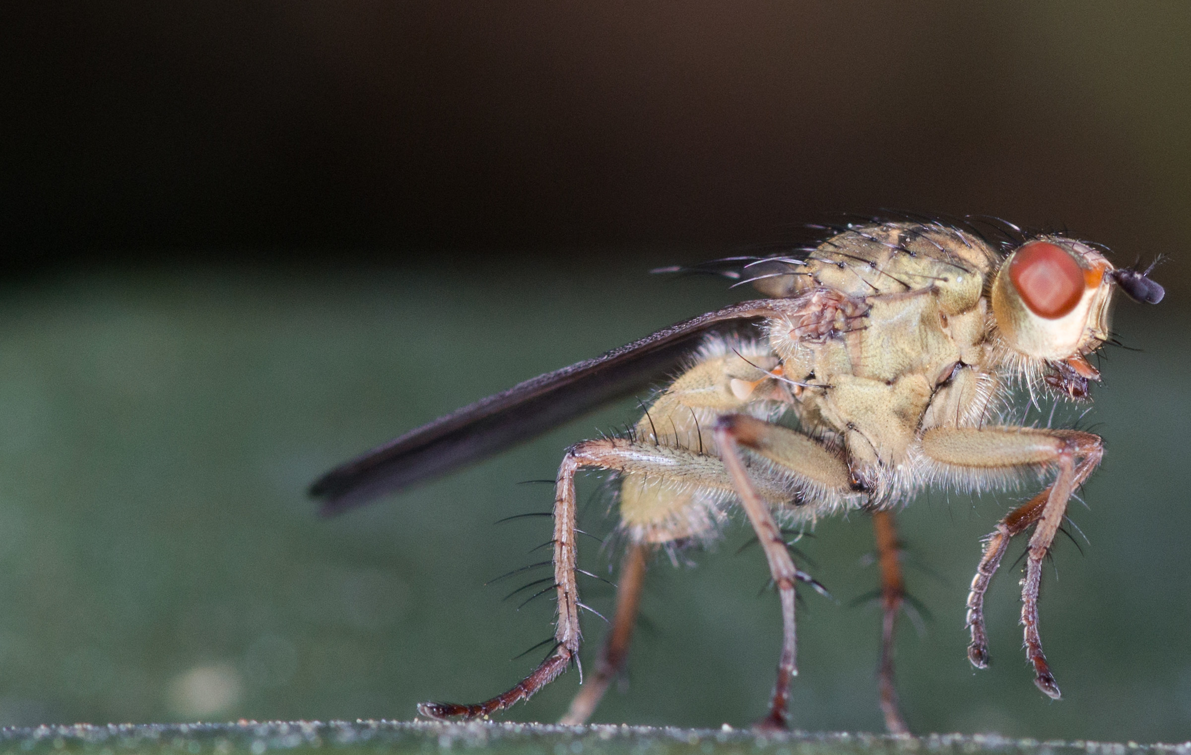 The "model" did not stories