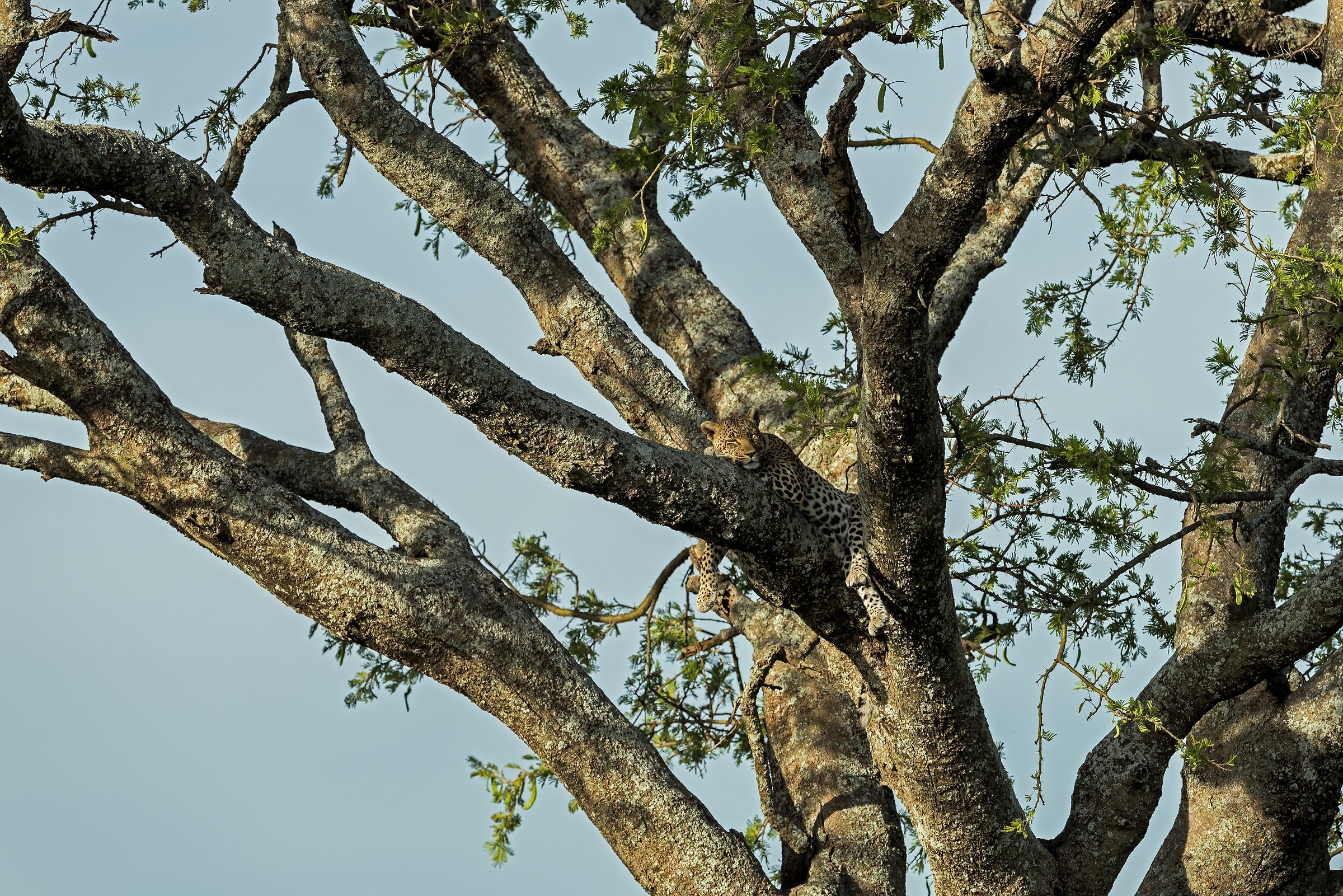 Tanzania 2017 - Alberi dìAfrica
